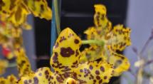 24ª Mostra de Orquídeas chega a Betim